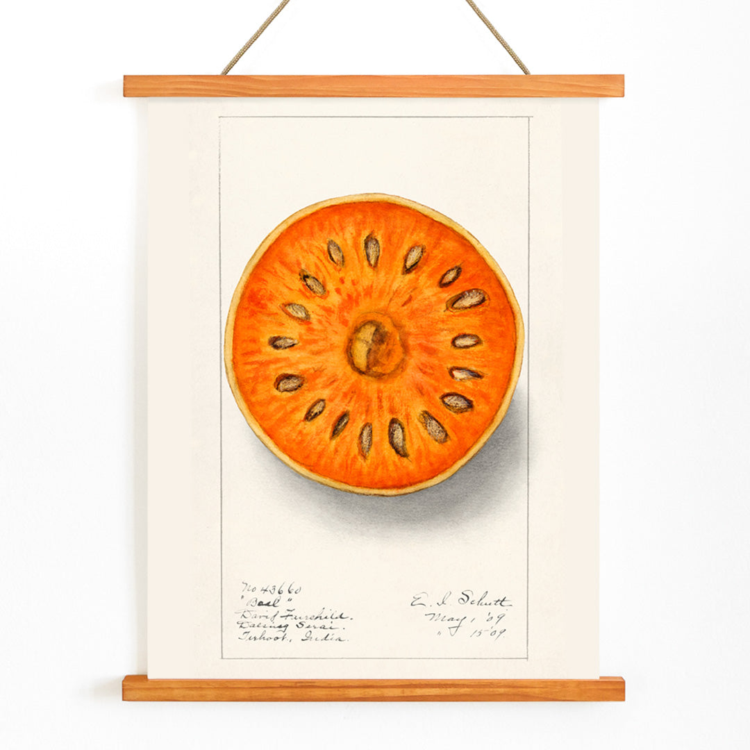Botanical illustration of sliced orange bael fruit Aegle Marmelos by Ellen Isham Schutt artwork poster, with wooden magnetic frame on white background