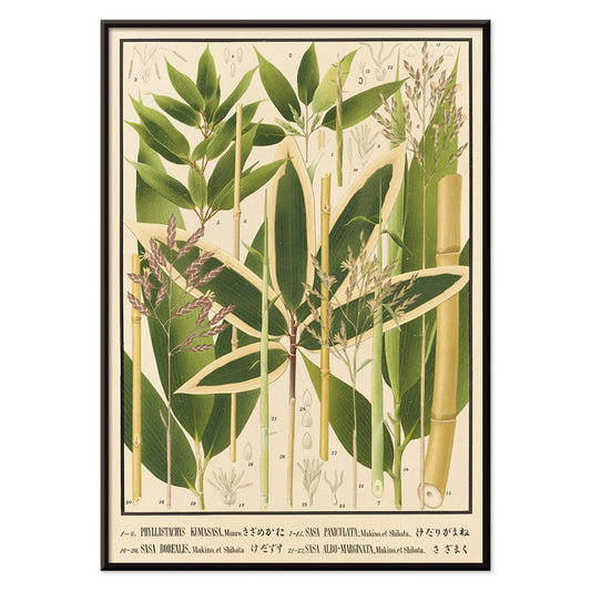 Botanical illustration and poster of various bamboo species from Japan by Yasuyoshi Shirasawa Icones of the bamboos of Japan Nihon chikurui zufu Pl 11 detailed botanical artwork, with black aluminium frame on white background