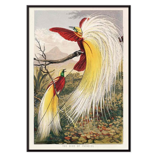 Bird of Paradise by Benjamin Fawcett vibrant colorful exotic birds with ornate feathers perched on a branch in a lush paradise landscape poster, with black aluminium frame on white background