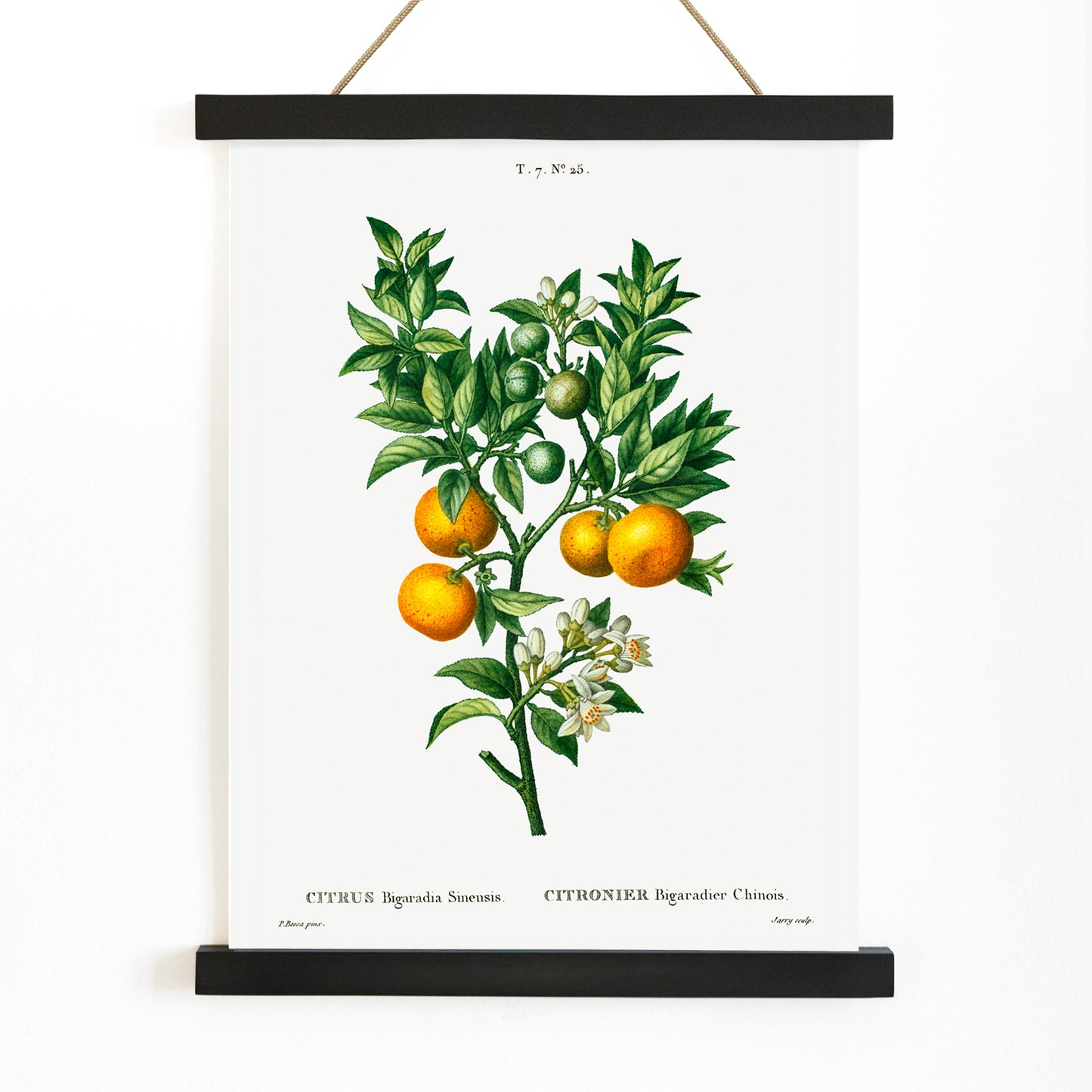 Bitter sweet oranges on a branch botanical illustration by Pierre Joseph Redoute Citrus Bigaradia Sinensis artwork poster, with wooden magnetic frame on white background