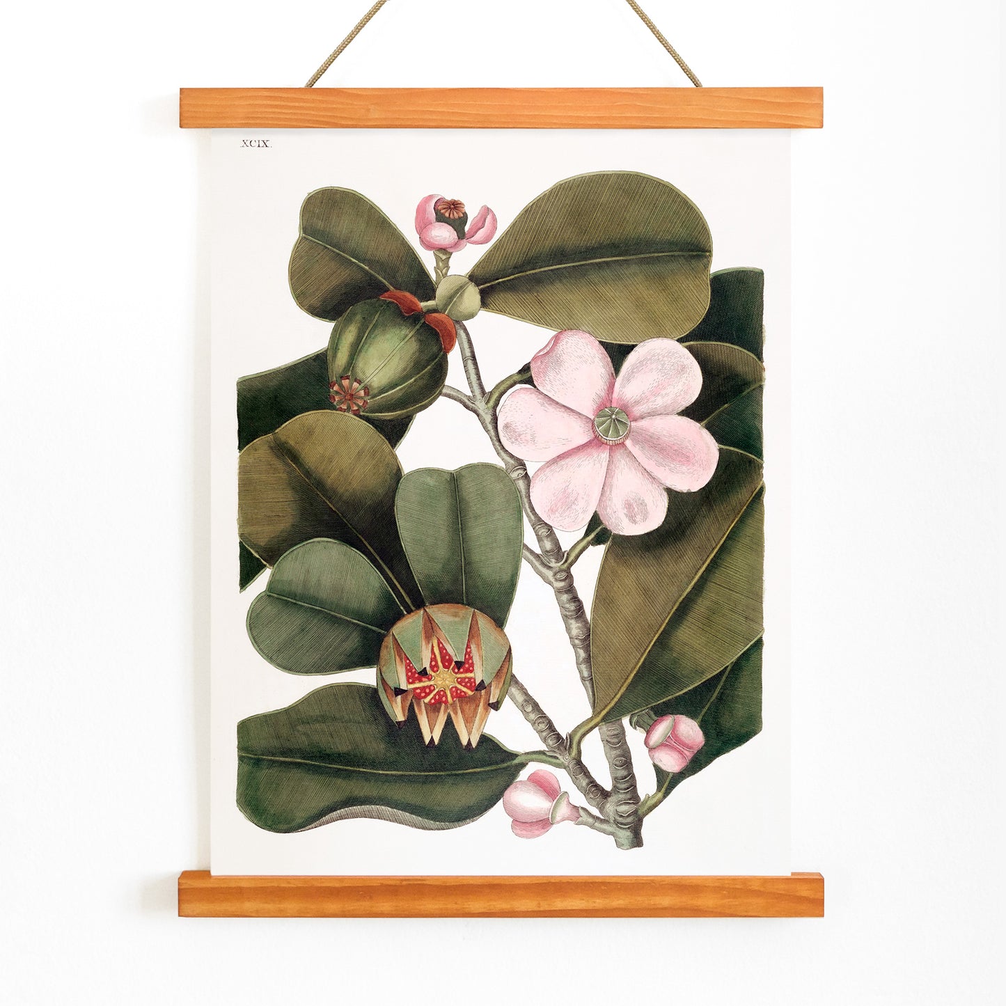 Balsam Tree botanical illustration with pink flowers and green leaves from The natural history of Carolina Florida and the Bahama Islands by Mark Catesby, with wooden magnetic frame on white background
