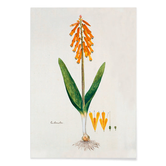 Botanical illustration poster of opal flower with orange blossoms and green leaves by Robert Jacob Gordon, with black aluminium frame on white background