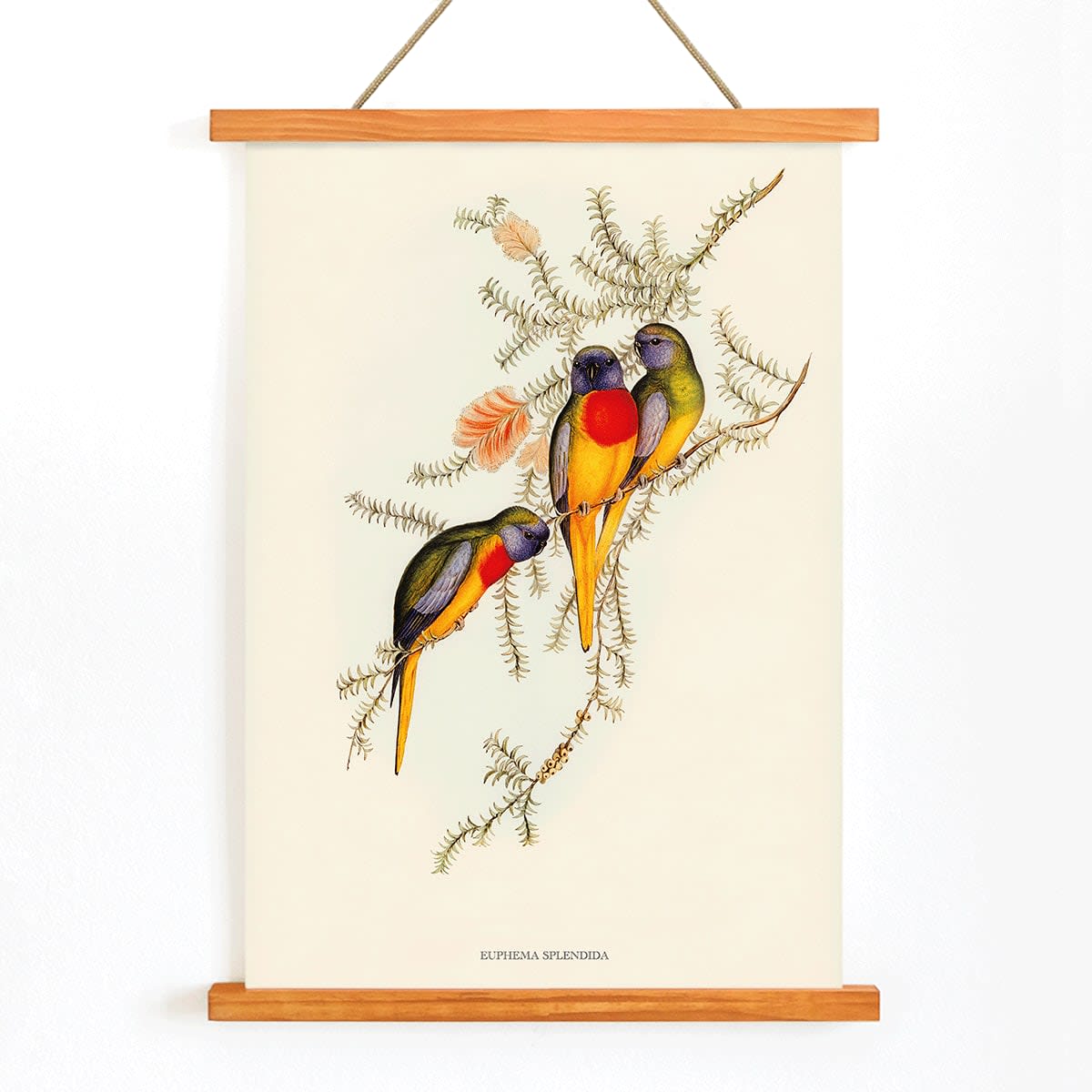 Splendid Grass-Parakeet artwork by Euphema Splendida featuring three vibrant birds perched on colorful foliage, with wooden magnetic frame on white background