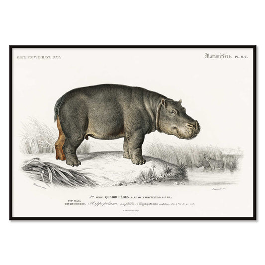 Detailed illustration of a hippopotamus in its natural habitat by Charles Dessalines D Orbigny titled Hippopotamus Hippopotame Amphibie poster, with black aluminium frame on white background