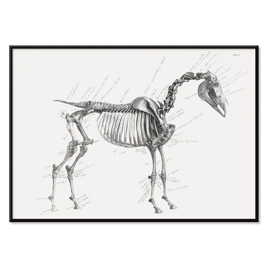Detailed horse skeleton illustration with anatomical labels by George Stubbs from The anatomy of the horse artwork, with black aluminium frame on white background