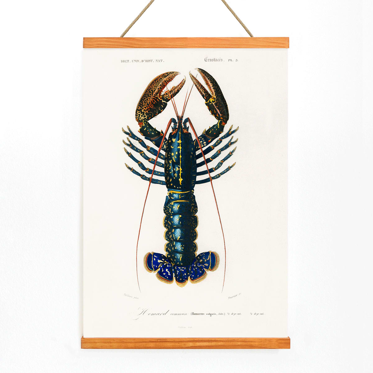 Crimson Crawfish Palemon Ornatum scientific marine life illustration by Charles Dessalines D Orbigny poster artwork, with wooden magnetic frame on white background