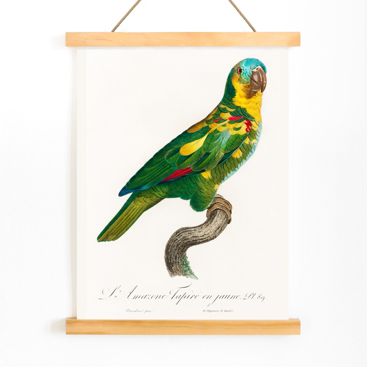 Turquoise Fronted Amazon Amazona aestiva illustration and poster by Francois Levaillant featuring a colorful parrot perched on a branch from Natural History of Parrots, with wooden magnetic frame on white background