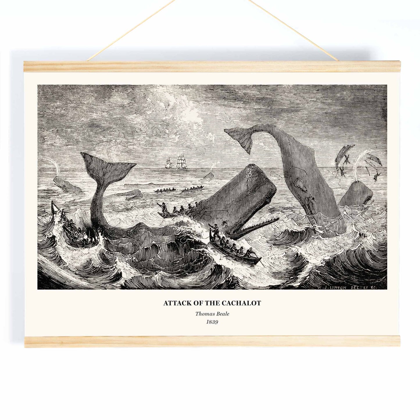 Sperm whale and cachalot attacking fishing boats illustration from The Natural History of the Sperm Whale by Thomas Beale, with wooden magnetic frame on white background