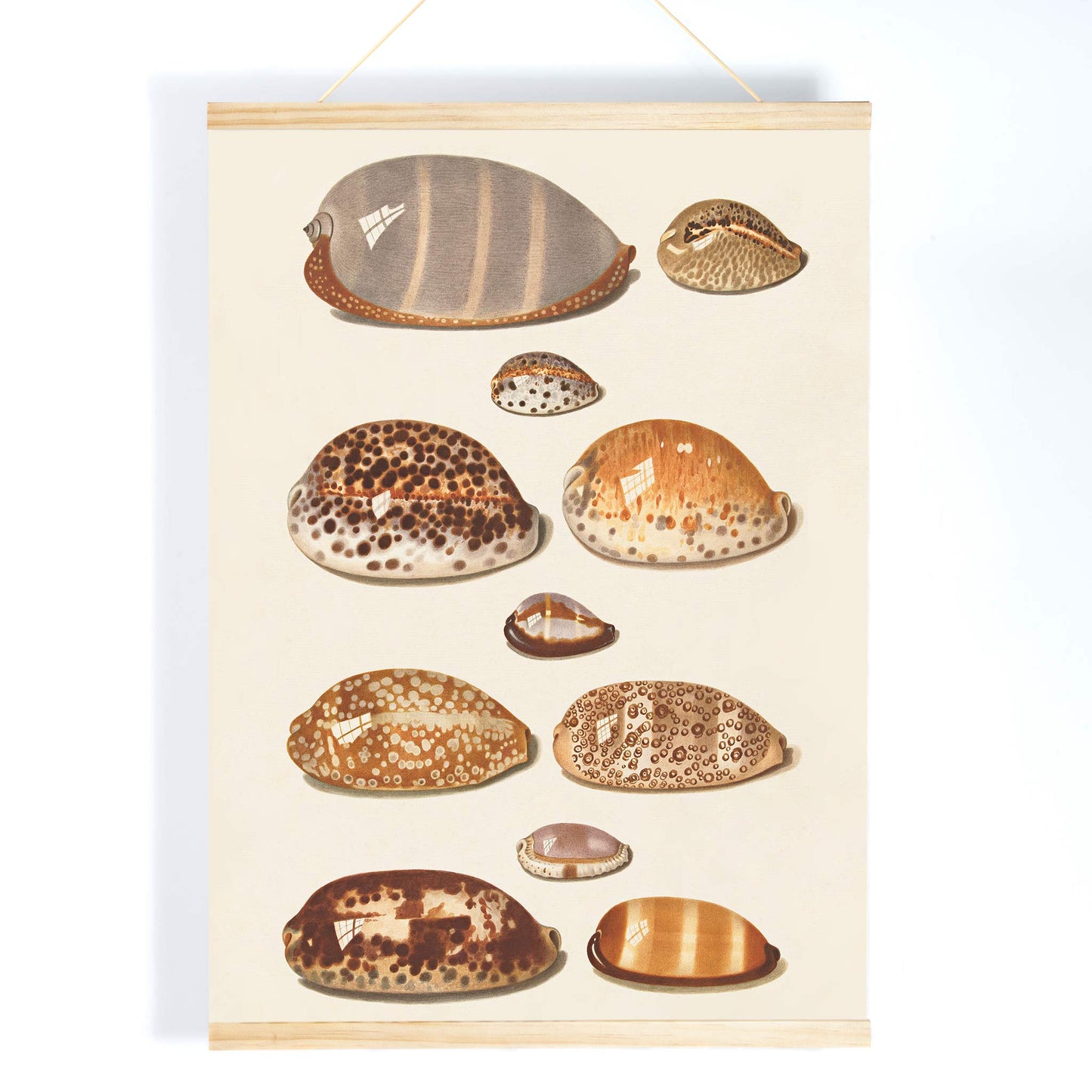Illustration and poster of eleven detailed tropical shells artwork by Johann Gustav Hoch, with wooden magnetic frame on white background