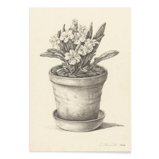 Black and white pencil drawing poster of a flowering plant in a clay pot titled Potplant by Jean Bernard, with black aluminium frame on white background