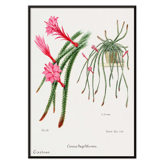 Rattail Cactus artwork and poster by Famille Der Cacteen featuring detailed illustrations of blooming red and pink flowers on cactus stems in a pot, with black aluminium frame on white background