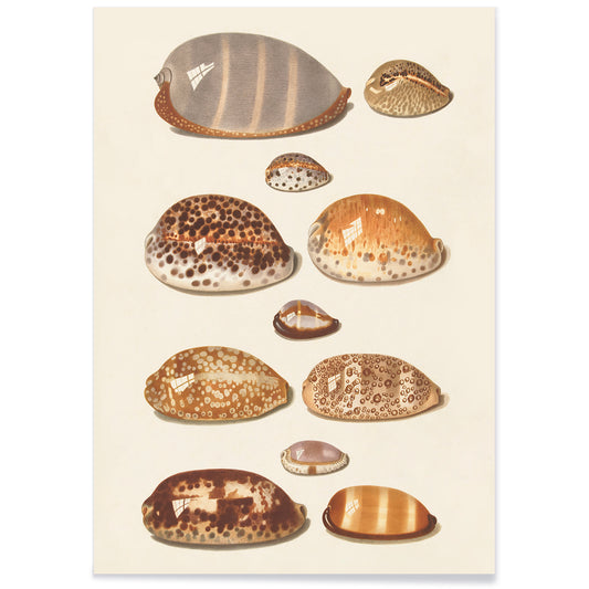 Illustration and poster of eleven detailed tropical shells artwork by Johann Gustav Hoch, with black aluminium frame on white background