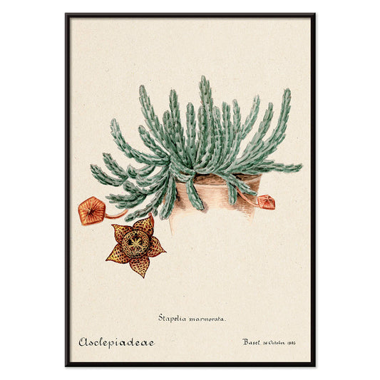 Botanical illustration and poster of Starfish cactus from Familie Der Cacteen featuring a green cactus with a detailed star shaped flower, with black aluminium frame on white background