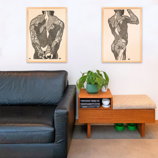 Anatomical illustration of human glute muscles from the back artwork by Reijer Stolk titled Glute Muscles detailed muscle study poster, framed and displayed in home decor
