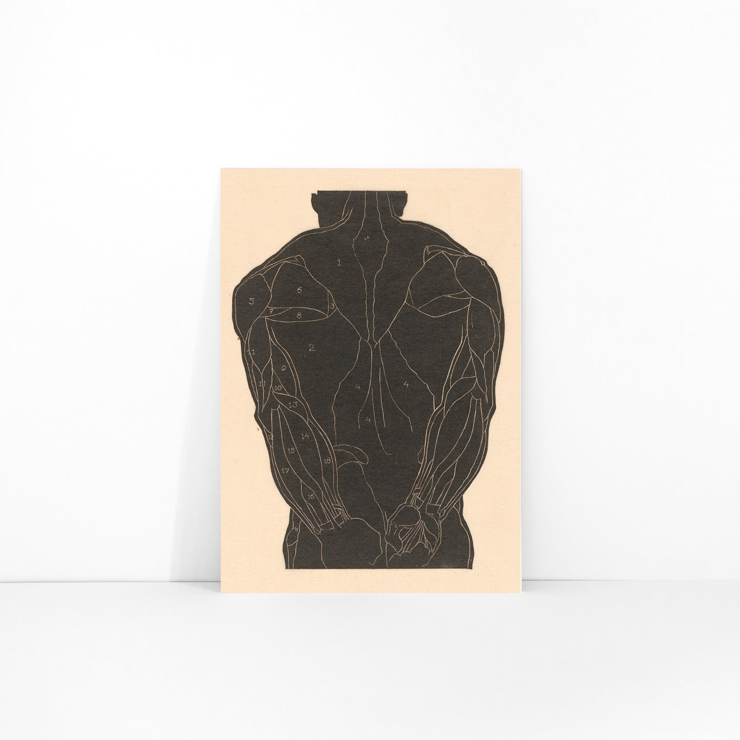 Anatomical illustration and poster of human back muscles by Reijer Stolk labeled muscle groups artwork Back Muscles, framed and displayed in modern living room decor