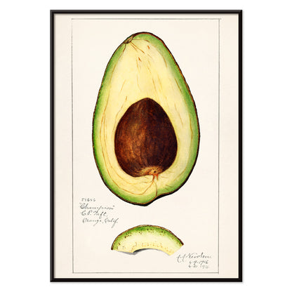 Botanical illustration of avocado fruit and sliced avocado by Amanda Almira Newton Avocado Persea wall art decor poster, with black aluminium frame on white background