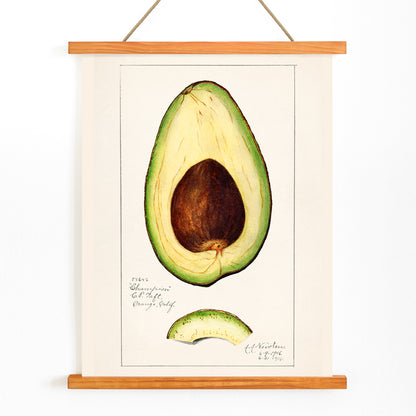 Botanical illustration of avocado fruit and sliced avocado by Amanda Almira Newton Avocado Persea wall art decor poster, with wooden magnetic frame on white background