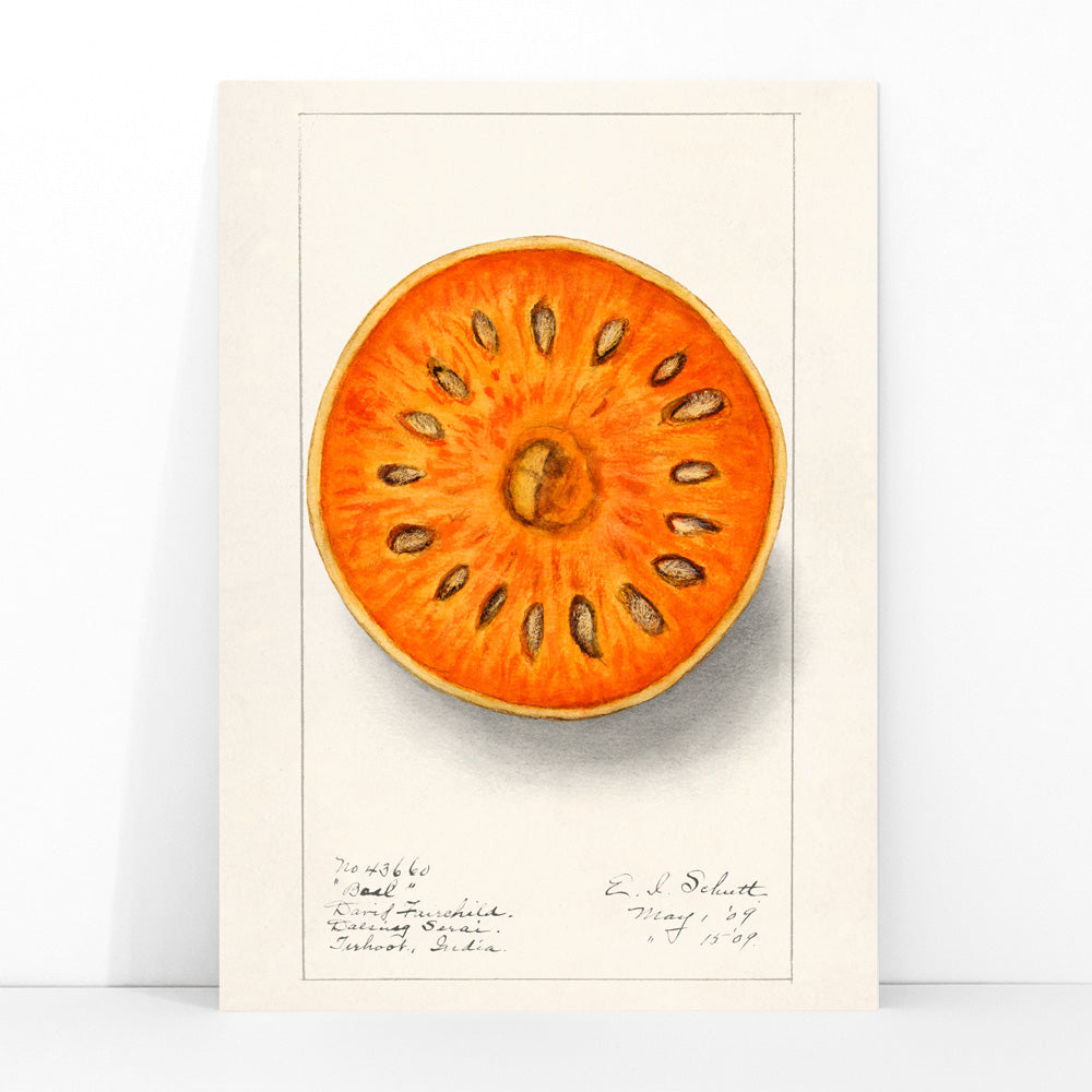 Botanical illustration of sliced orange bael fruit Aegle Marmelos by Ellen Isham Schutt artwork poster, framed and displayed in modern living room decor