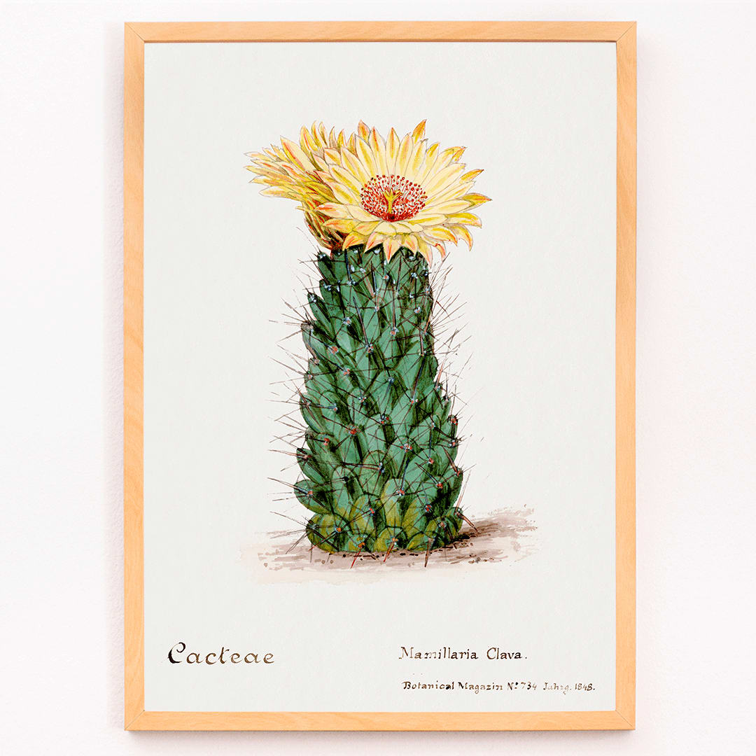 Beehive cactus illustration and poster blooming cactus from Familie Der Cacteen, framed and displayed in modern living room decor