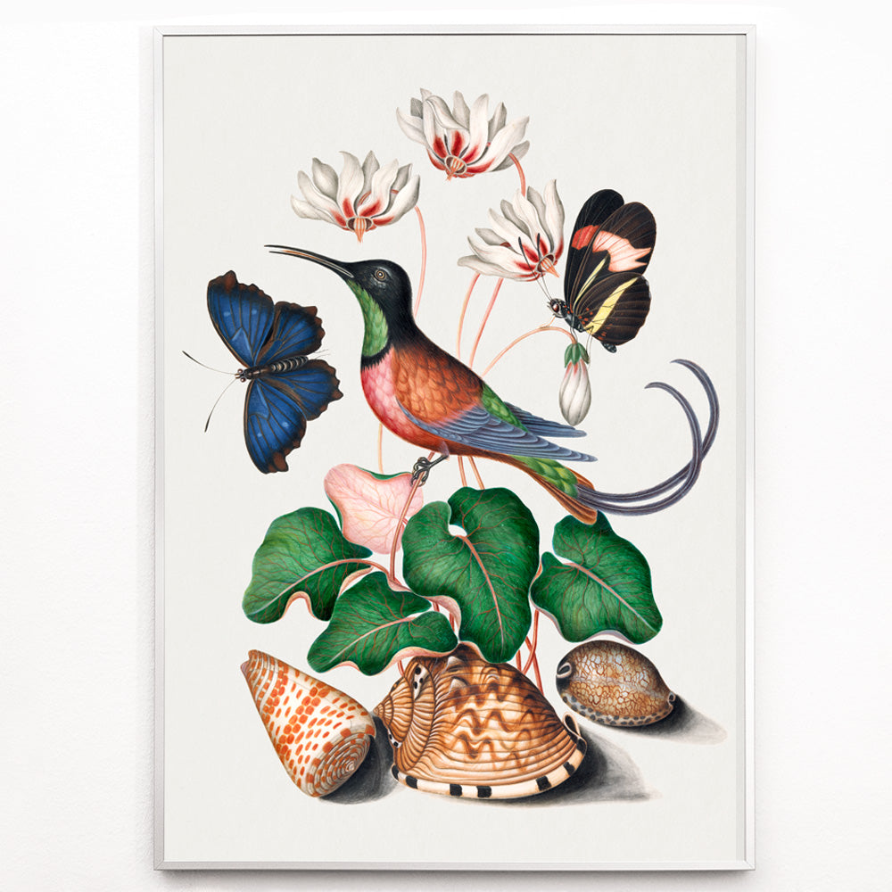 Closeup detail of Crimson topaz hummingbird butterflies cyclamen flowers and shells artwork by James Bolton Natural History Cabinet poster
