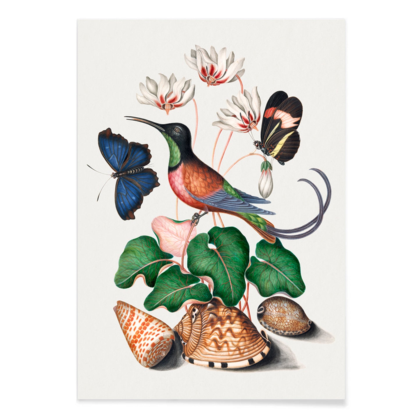 Crimson topaz hummingbird butterflies cyclamen flowers and shells artwork by James Bolton Natural History Cabinet poster, with black aluminium frame on white background