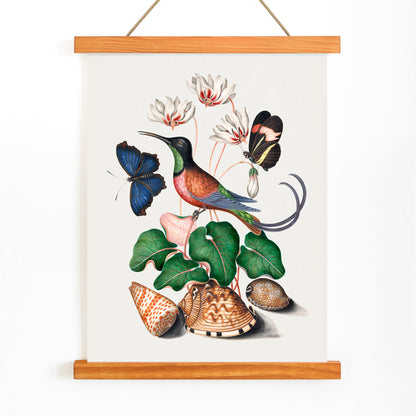 Crimson topaz hummingbird butterflies cyclamen flowers and shells artwork by James Bolton Natural History Cabinet poster, with wooden magnetic frame on white background
