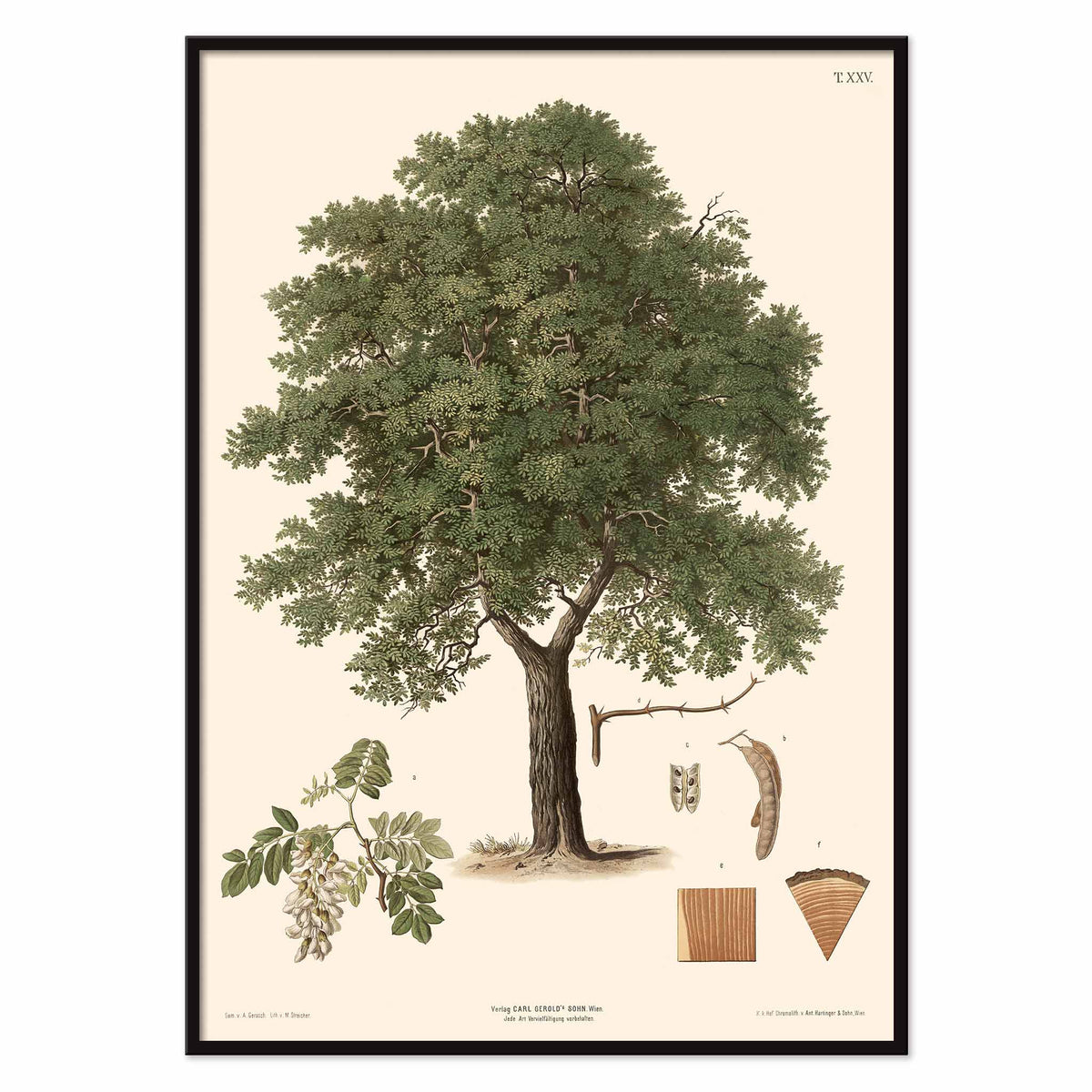 August Gerasch Black Locust Tree botanical poster with mature tree, white blossoms, seed pods, bark and leaf studies, with black aluminium frame on white background