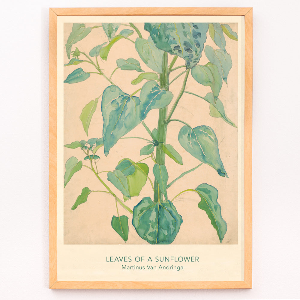 Closeup detail of Botanical watercolor illustration of sunflower leaves by Martinus van Andringa detailed artwork poster