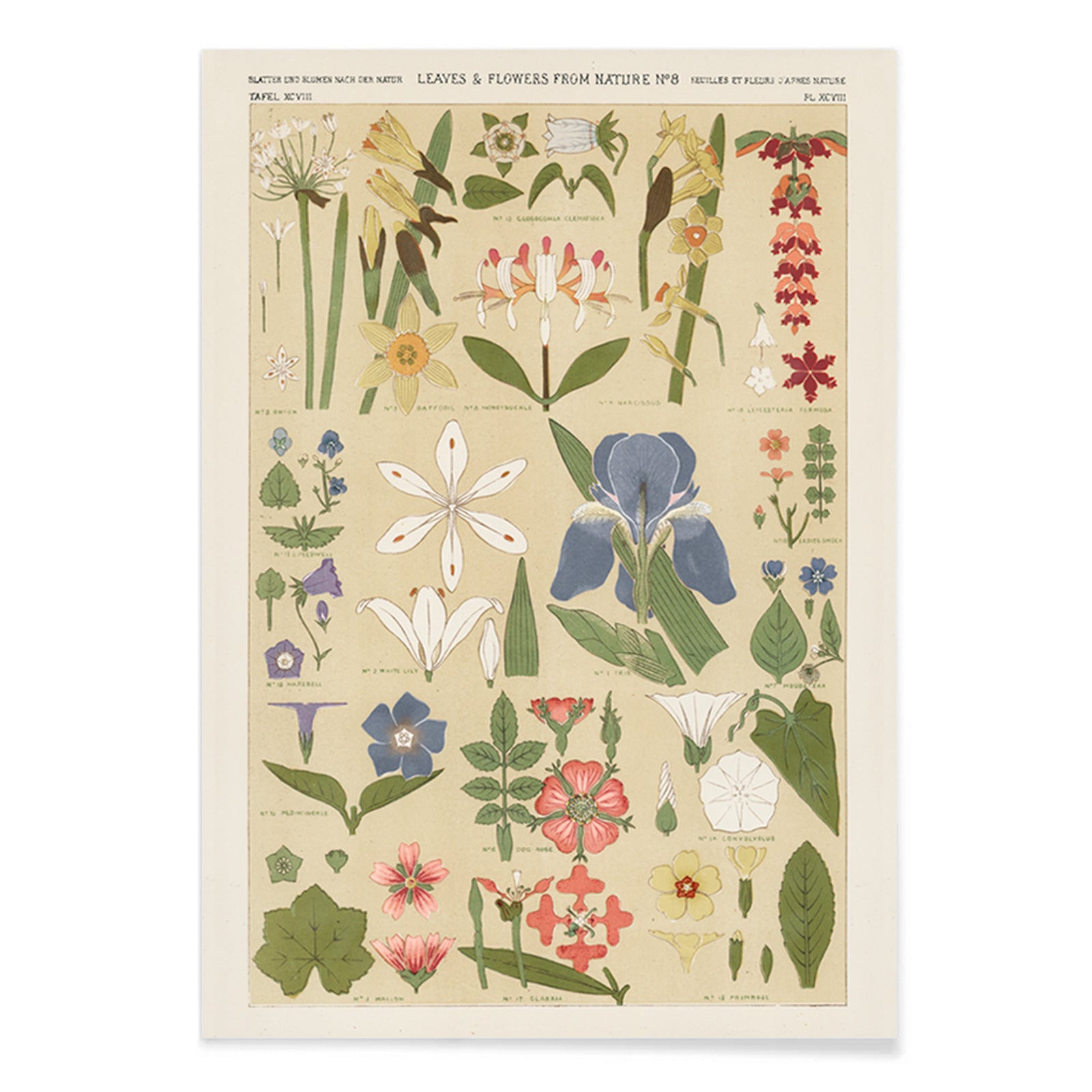 Botanical illustration poster of colorful leaves and flowers by Owen Jones from Grammar of Ornament, with black aluminium frame on white background
