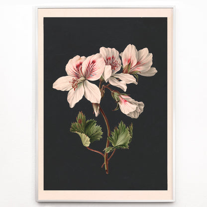 Closeup detail of Botanical illustration of Pelargonium flower by M de Gijselaar with white petals and green leaves on dark background poster wall decor