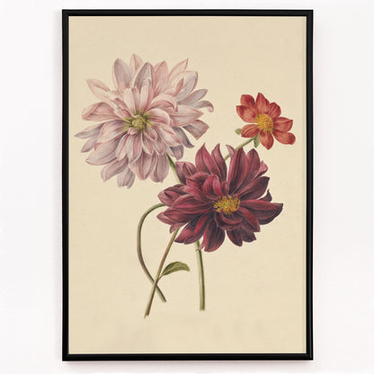 Closeup detail of Botanical illustration poster of colorful dahlias in soft pink red and burgundy by Willem Hekking