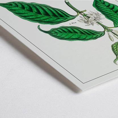 Closeup detail of Botanical illustration and poster of Coffea arabica plant by John Stephenson featuring detailed coffee tree leaves and fruits
