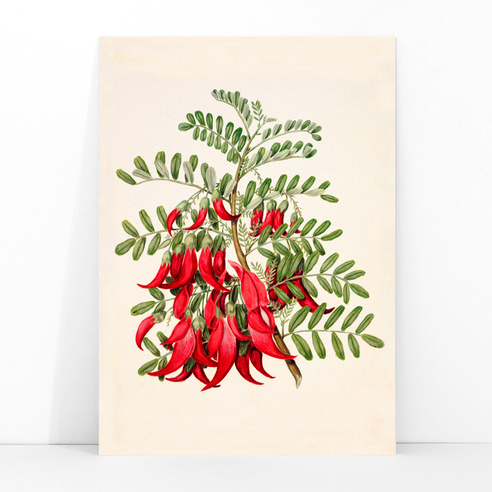 Antique plant Kowhai Clianthus puniceus botanical illustration and poster with red flowers and green leaves by Sarah Featon, framed and displayed in modern living room decor