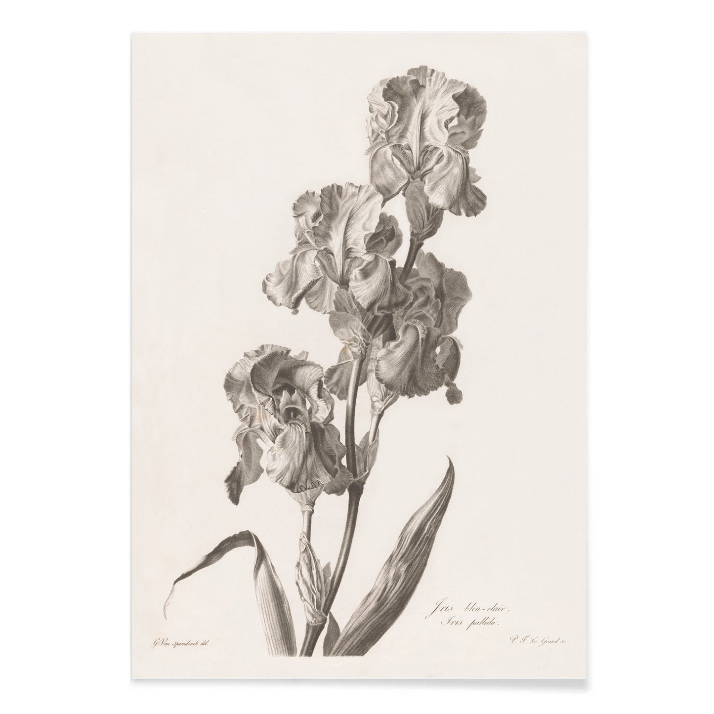 Botanical illustration poster of Blue Dalmatian iris by Pierre Francois Legrand showing detailed iris flowers and leaves in monochrome style, with black aluminium frame on white background