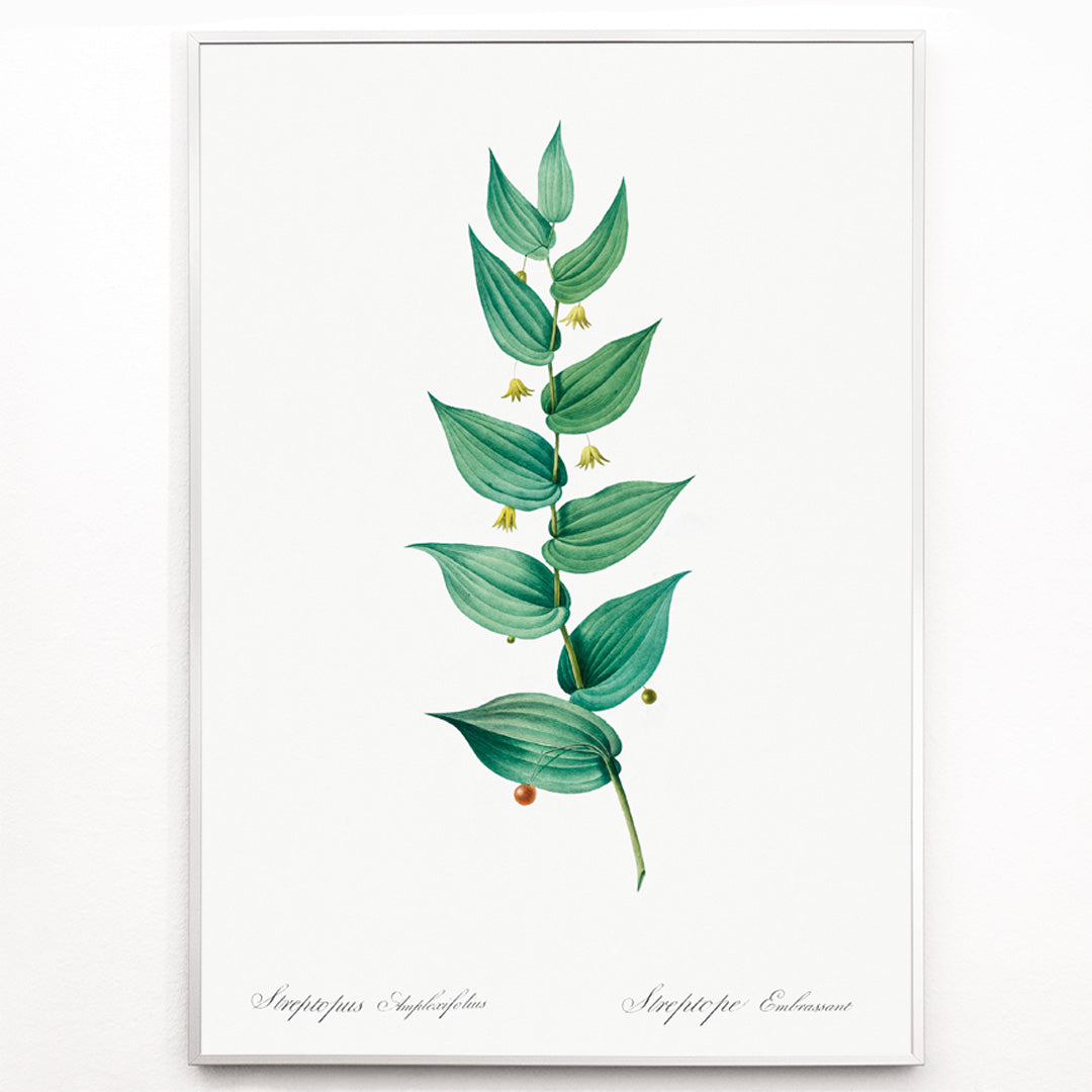 Closeup detail of Botanical illustration poster of twistedstalk plant from Les liliacees by Pierre Joseph Redoute with green leaves and berries