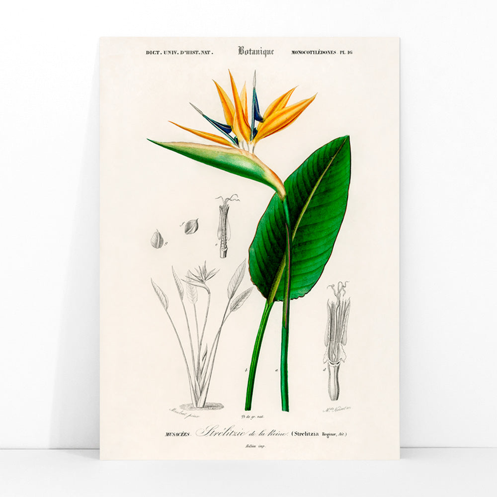 Botanical illustration poster of Bird of paradise Strelitzia Reginae by Charles Dessalines D Orbigny with detailed sketches, framed and displayed in modern living room decor