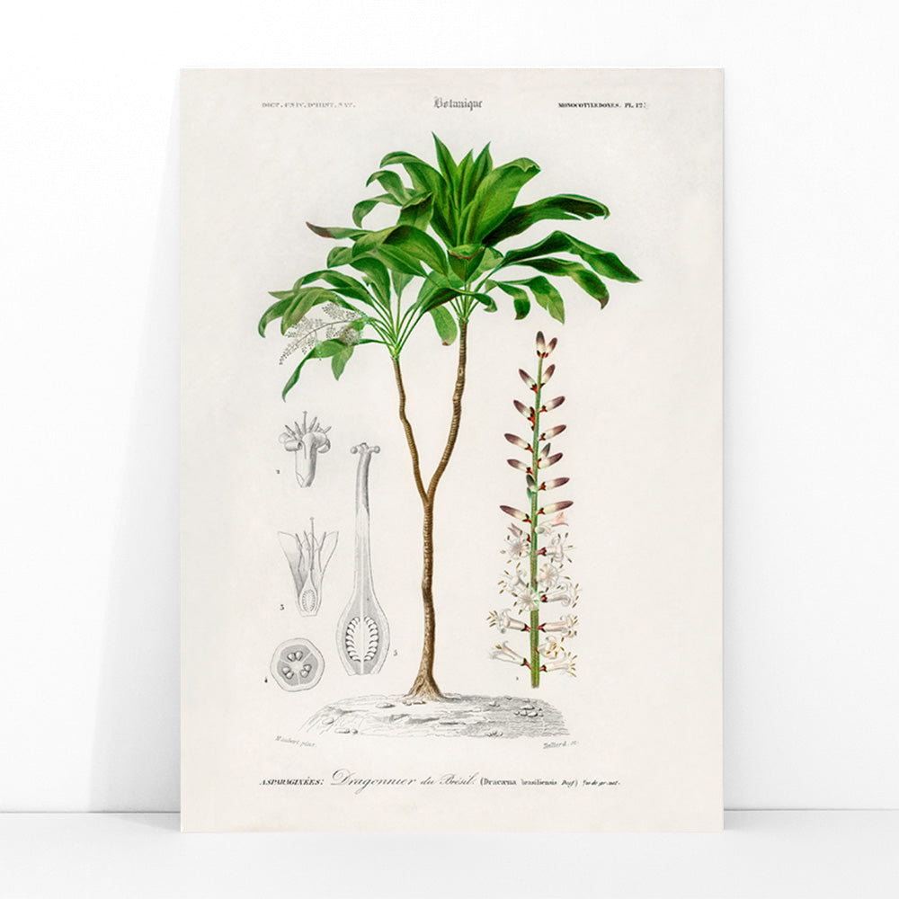Botanical illustration poster of Dracaena brasiliensis by Charles Dessalines D Orbigny showing detailed plant features and parts, framed and displayed in modern living room decor