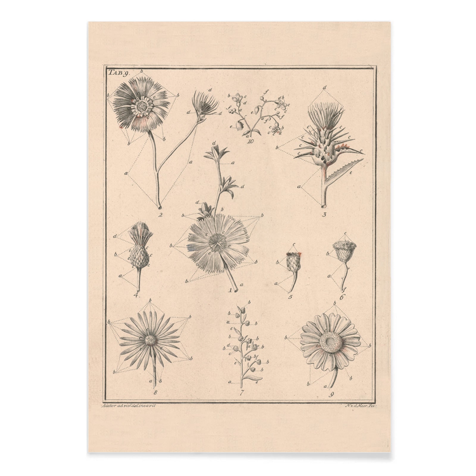 Botanical flower illustration poster by Noach van der Meer featuring detailed sketches of various species from Flowers Tab 9, with black aluminium frame on white background