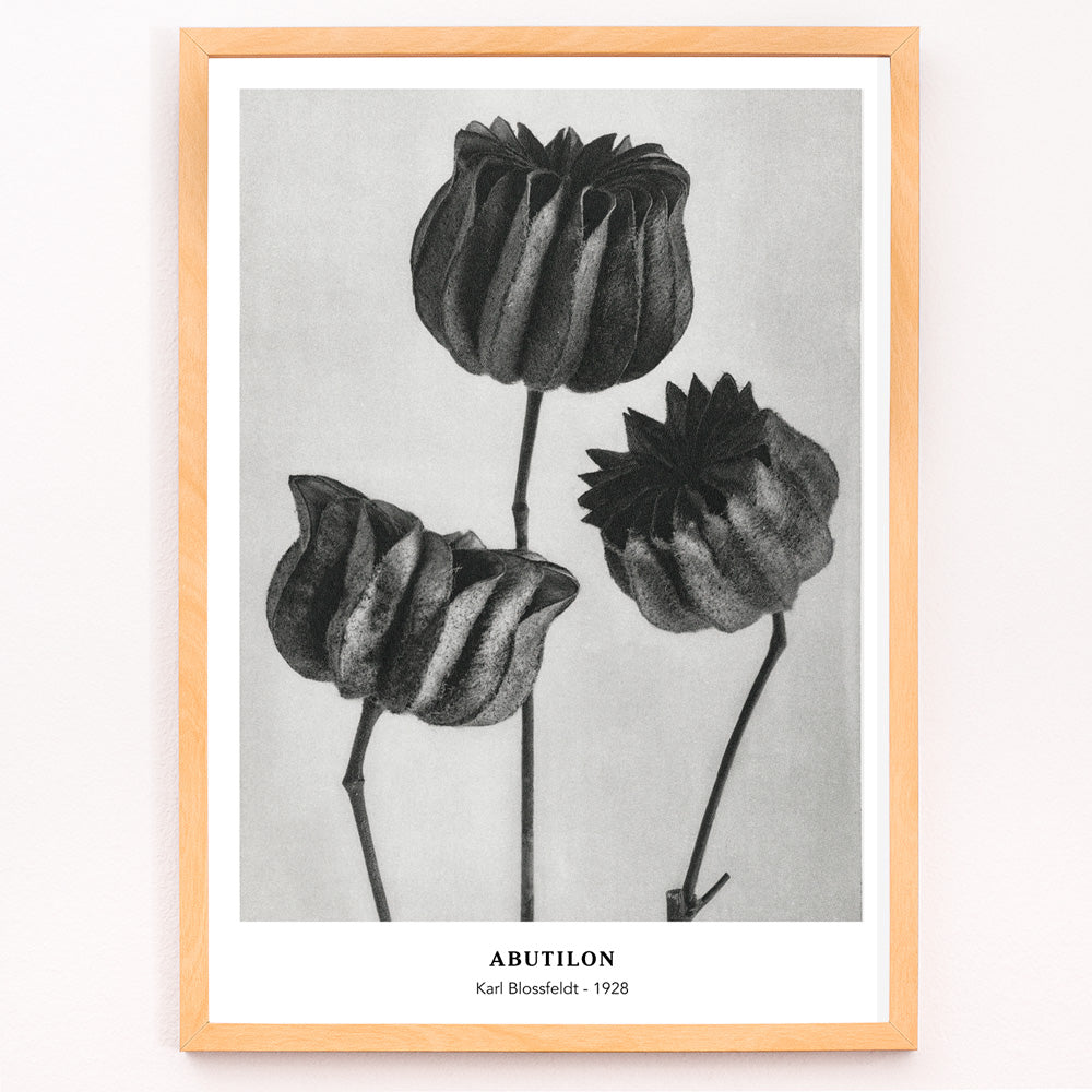 Closeup detail of Close up and poster of Abutilon Lime Mallow pods from Urformen der Kunst by Karl Blossfeldt with detailed botanical texture