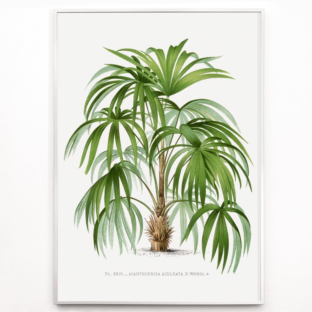 Closeup detail of Botanical illustration poster of a palm plant from Les Palmiers Histoire Iconographique by Oswald de Kerchove de Denterghem