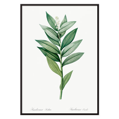 Smilacina stellata botanical illustration by Pierre-Joseph Redoute from Les liliacees featuring green leaves and white flowers, with black aluminium frame on white background