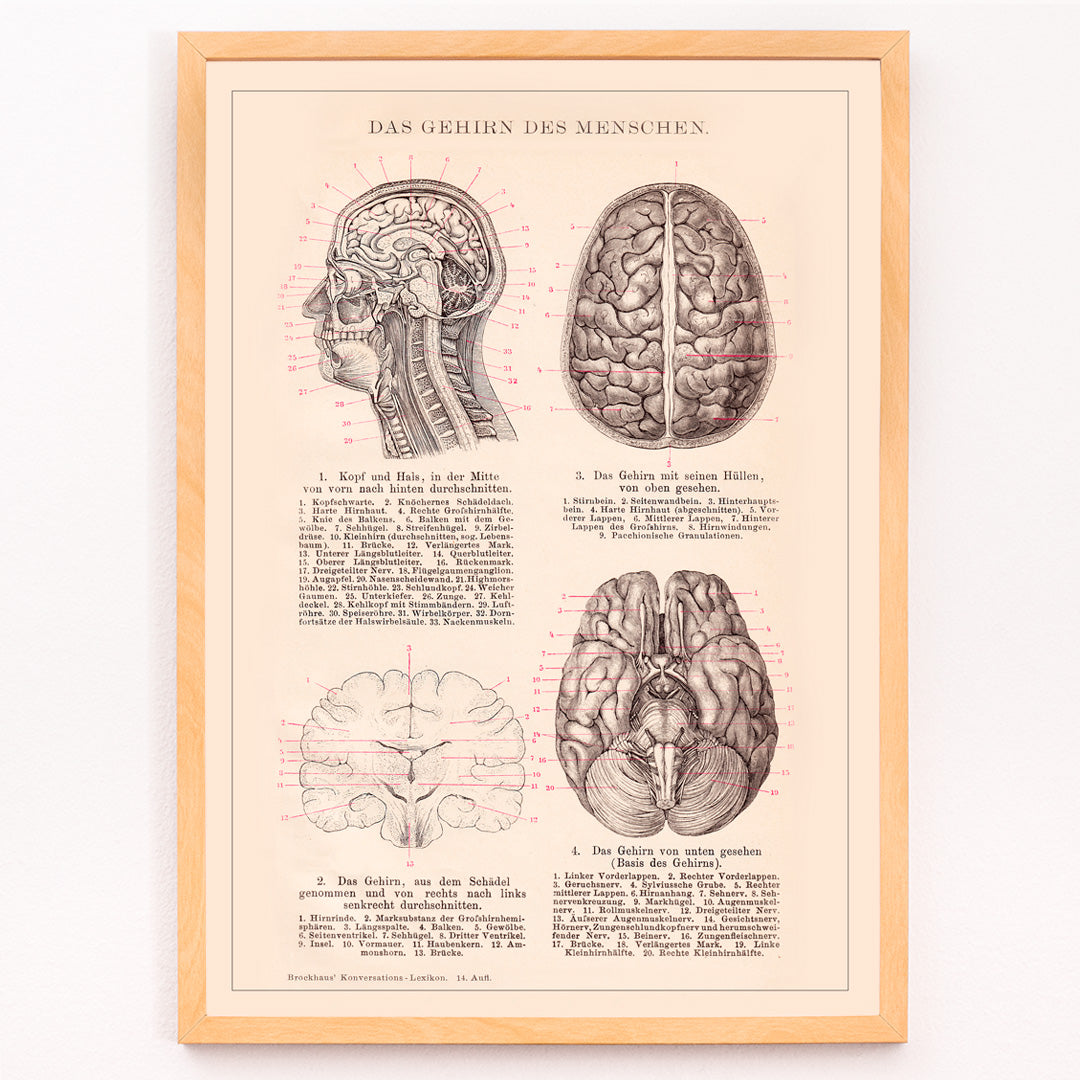 Closeup detail of Anatomical human brain illustration artwork and educational poster titled Humain Brain by Institute of Liepzig
