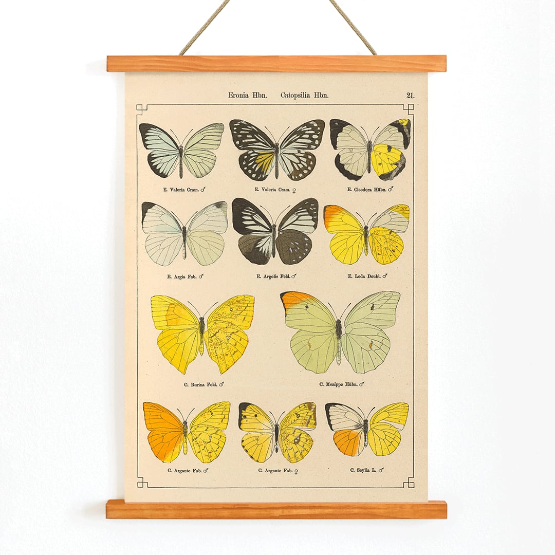 Exotic butterflies illustration and poster by Otto Staudinger titled Exotic Butterflies Pl021 featuring detailed colorful species, with wooden magnetic frame on white background