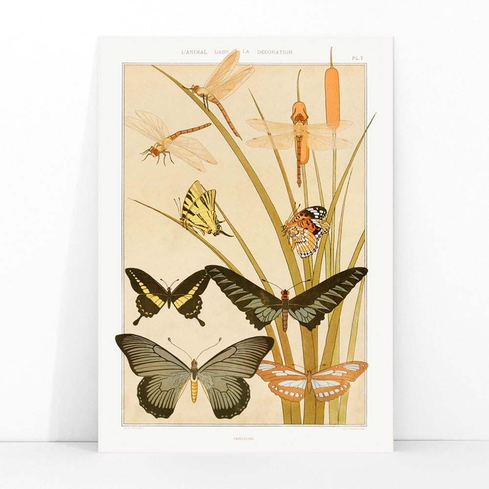 Colorful illustration and poster of butterflies and dragonflies among reeds in decorative style by Maurice Pillard Verneuil from Butterflies and Reeds, framed and displayed in modern living room decor