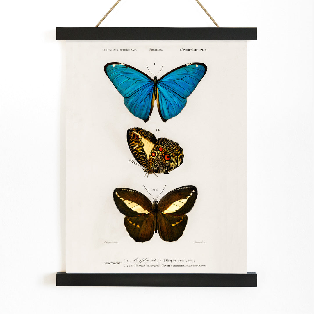 Colorful butterflies illustration by Charles Dessalines D Orbigny poster artwork different types of butterfly, with wooden magnetic frame on white background