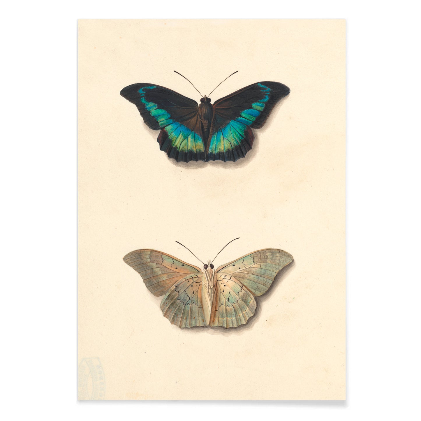 Colorful detailed butterflies by Georgius Jacobus Johannes van Os on cream background illustration and poster, with black aluminium frame on white background