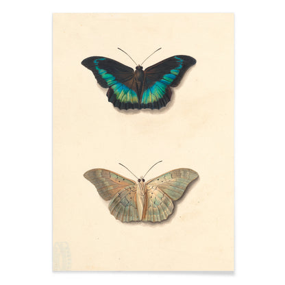 Colorful detailed butterflies by Georgius Jacobus Johannes van Os on cream background illustration and poster, with black aluminium frame on white background