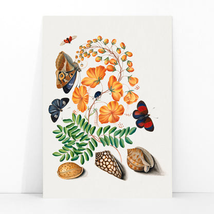 Botanical illustration and poster of vibrant flowers beetles butterflies and shells from Natural History Cabinet of Anna Blackburne by James Bolton, framed and displayed in modern living room decor