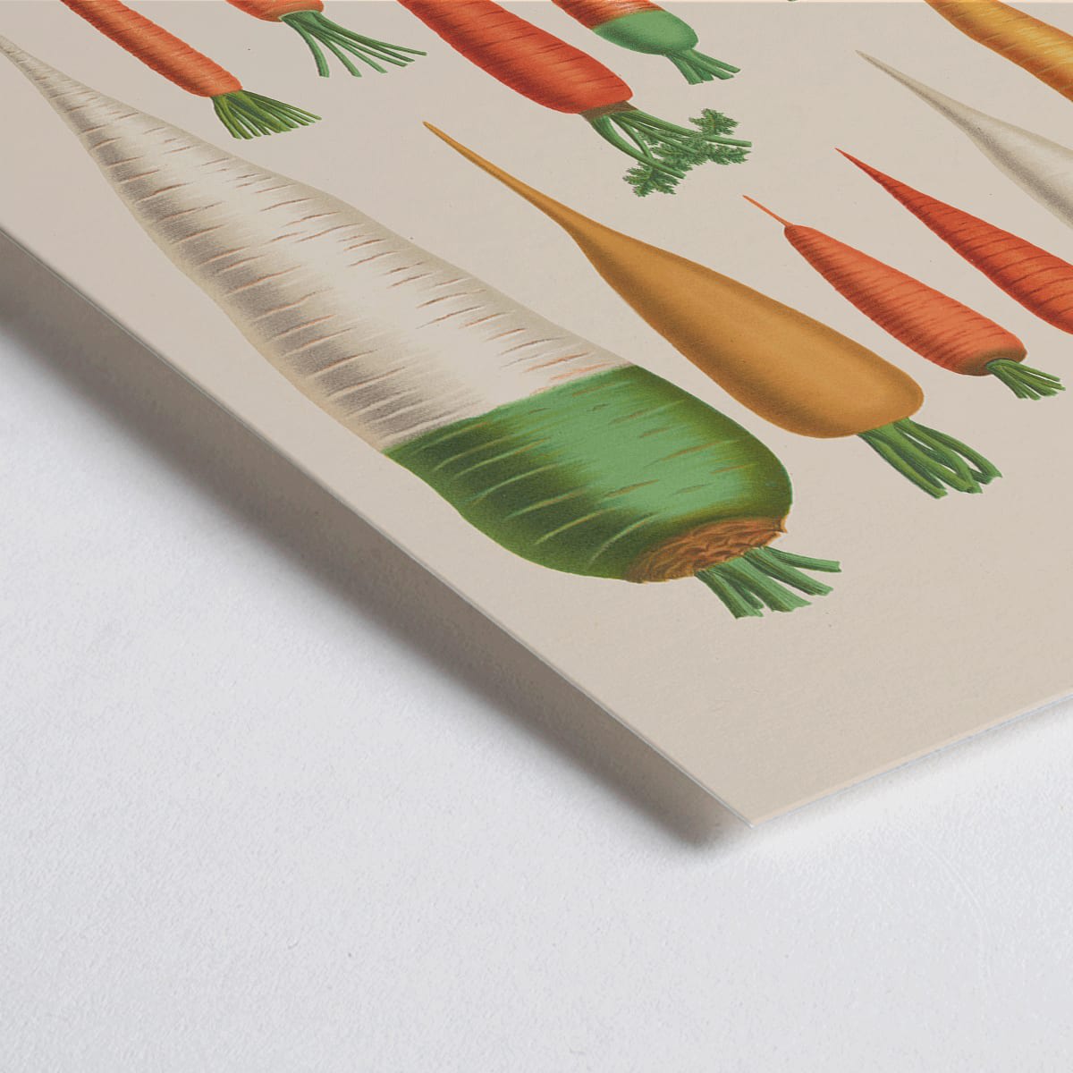 Closeup detail of Vintage botanical poster of carrots from Album Benary by Ernst Benary featuring diverse colorful carrot illustrations and shapes