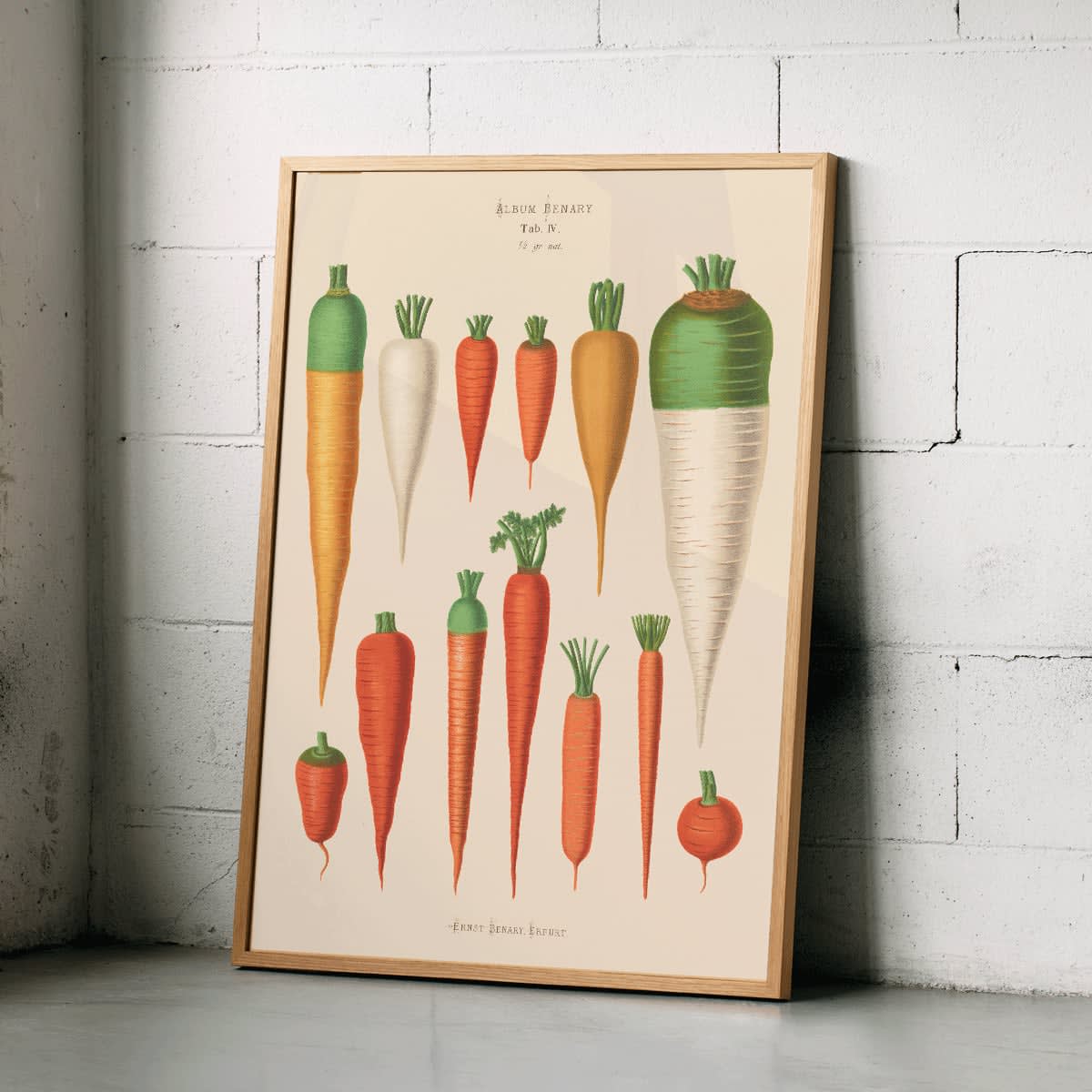 Vintage botanical poster of carrots from Album Benary by Ernst Benary featuring diverse colorful carrot illustrations and shapes, framed and displayed in home decor